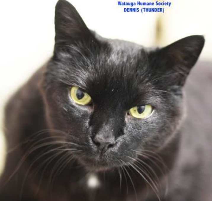 Photo of Dennis (Thunder)