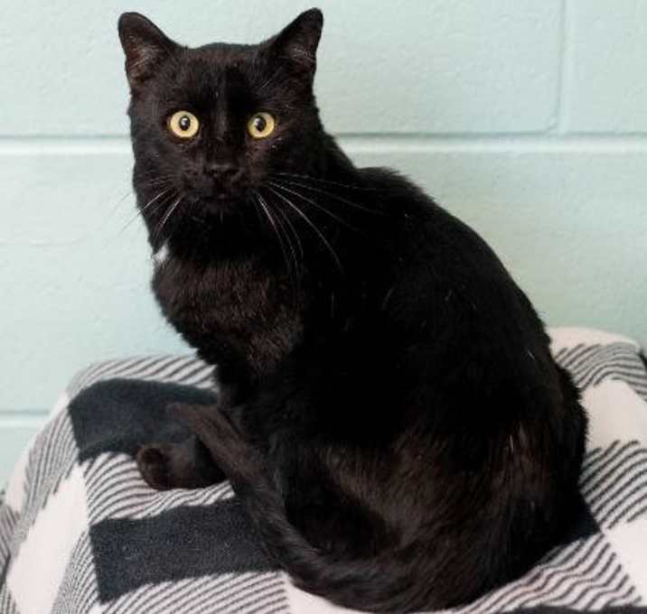 Photo of Nix--In Foster (Sponsored)