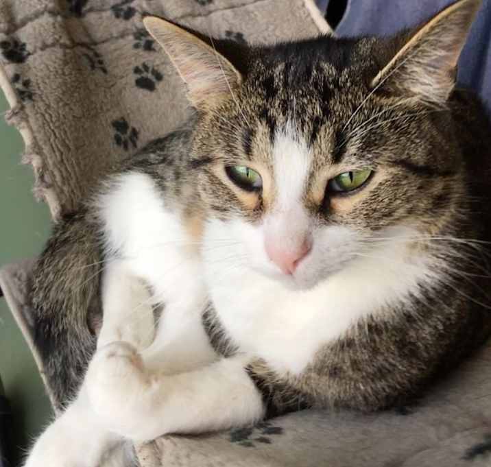 Photo of Jekyll and Hyde