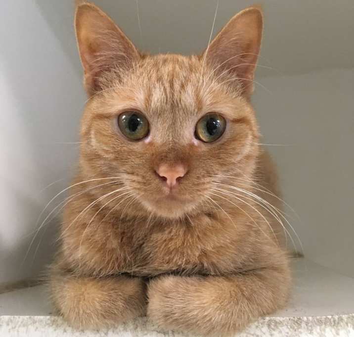 Photo of Sherbet and Gelato