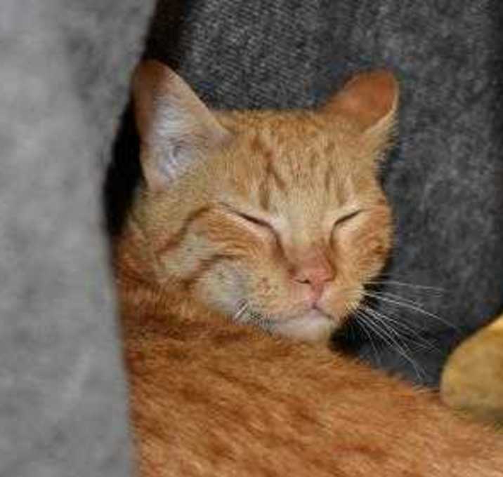 Photo of Barn Cat - Gypsy