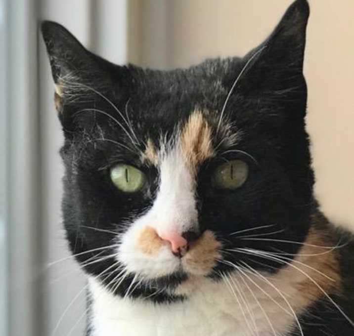 Photo of Rosie *Fee Waived*