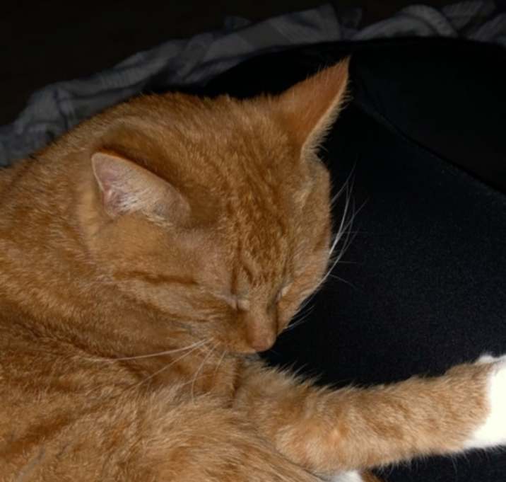 Photo of Lady Fluffy Bottoms