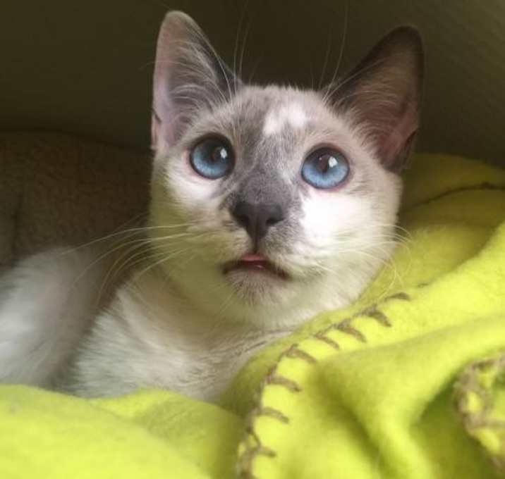 Photo of Jeff Gordon