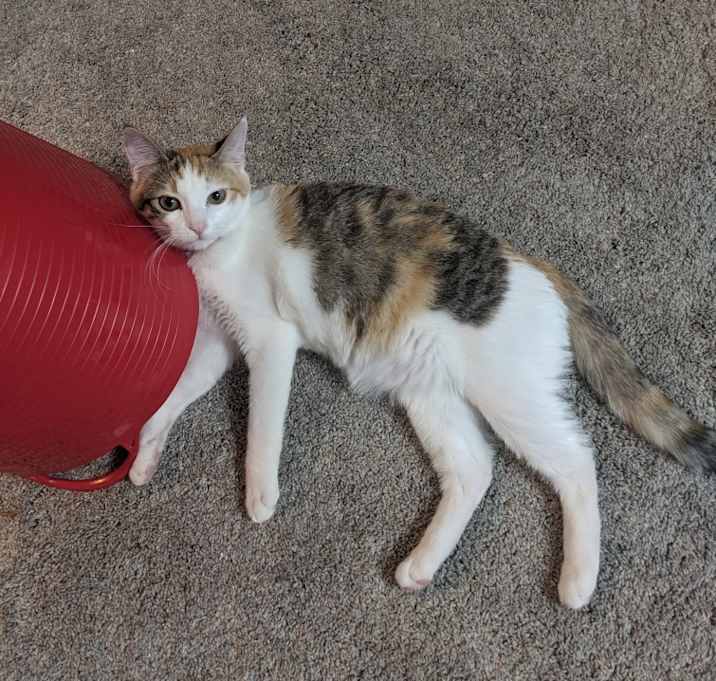 Photo of Peter Criss