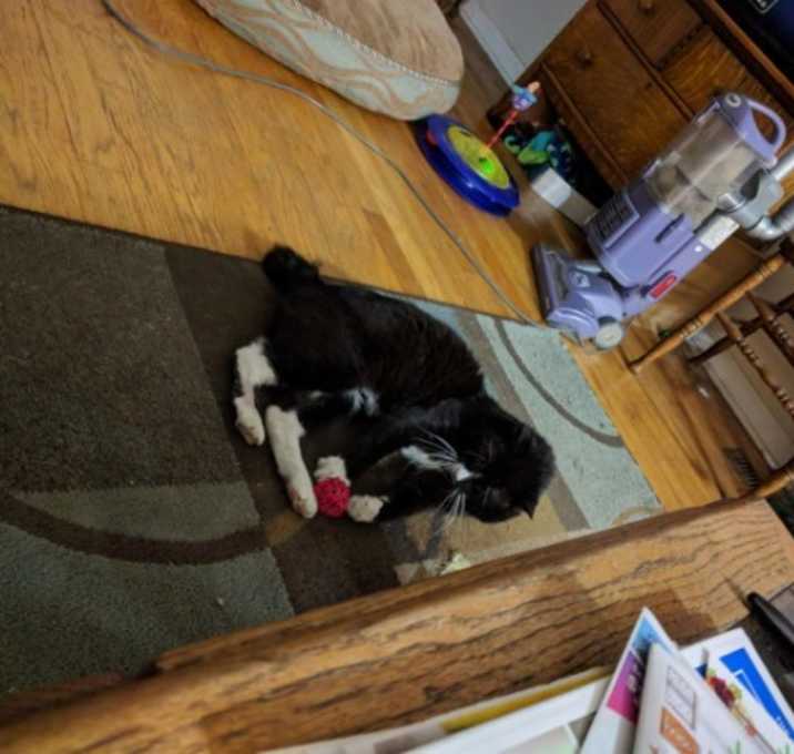 Photo of Garage Kitty