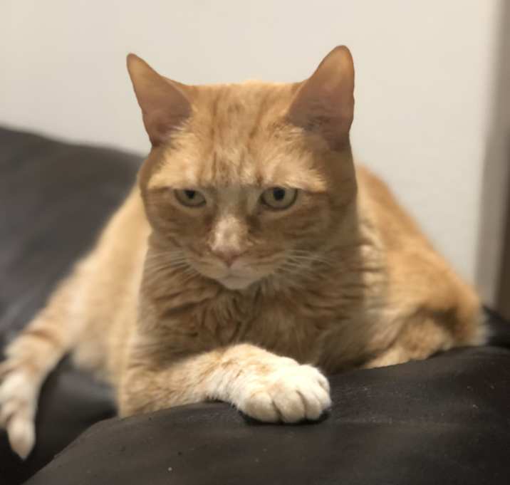 Photo of Mr. Pickles