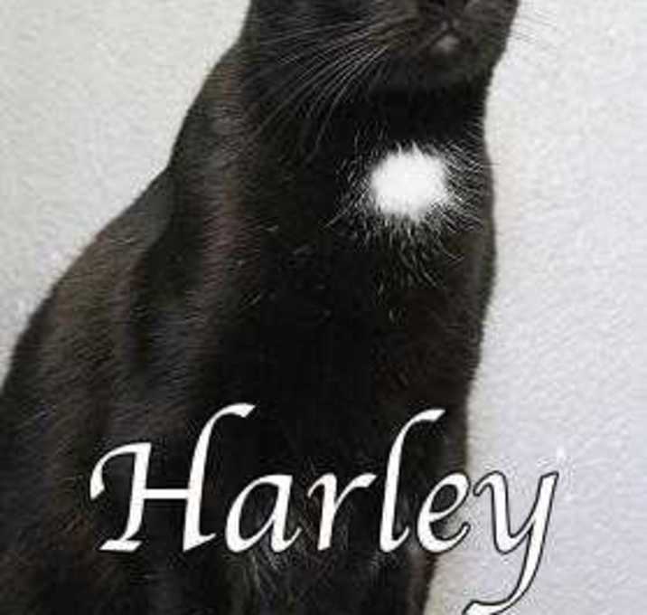 Photo of Harley