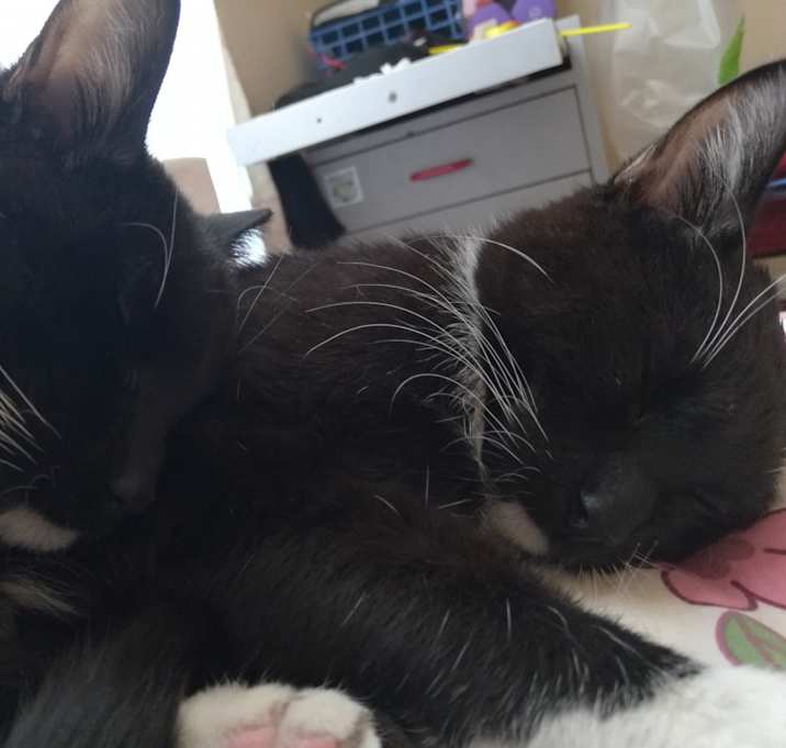 Photo of Sesame and Pudding