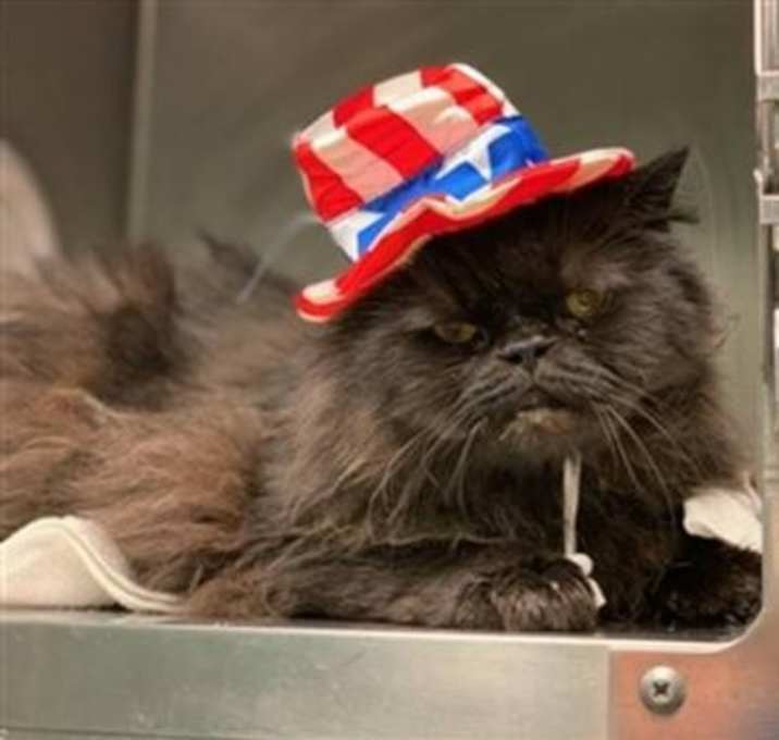 Photo of Marcello NYC Purry Black Purrsian