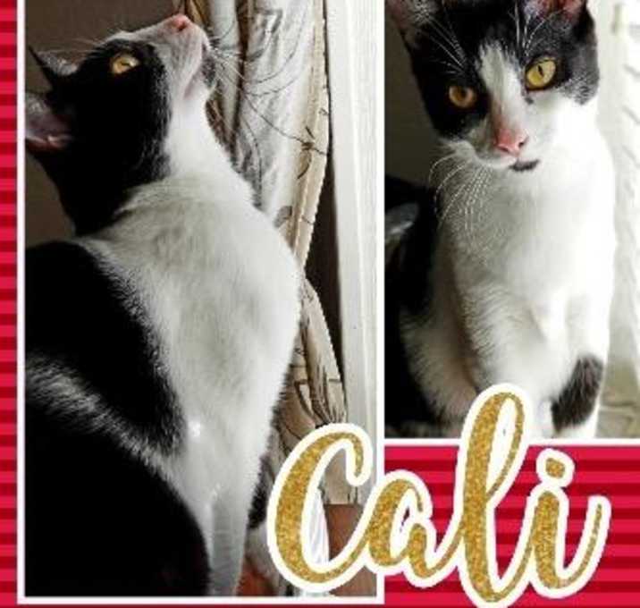 Photo of Cali