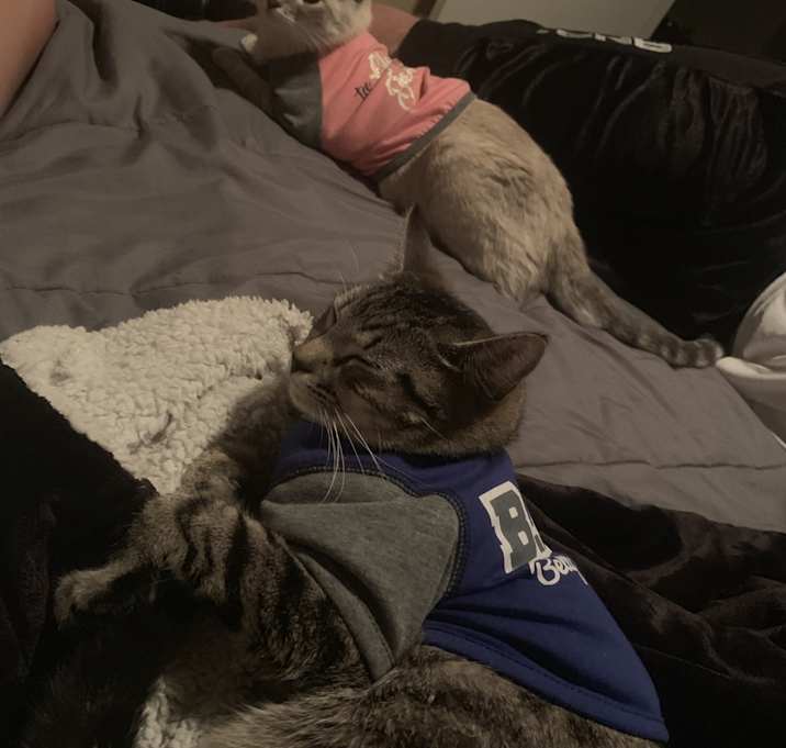 Photo of Abella Champ