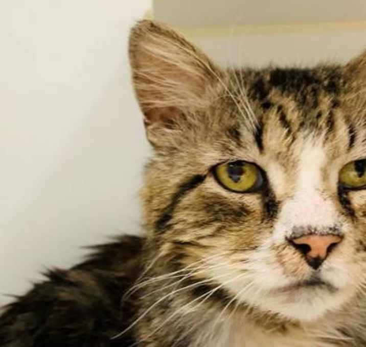 Photo of Alfredo NYC Deaf Maine Coon