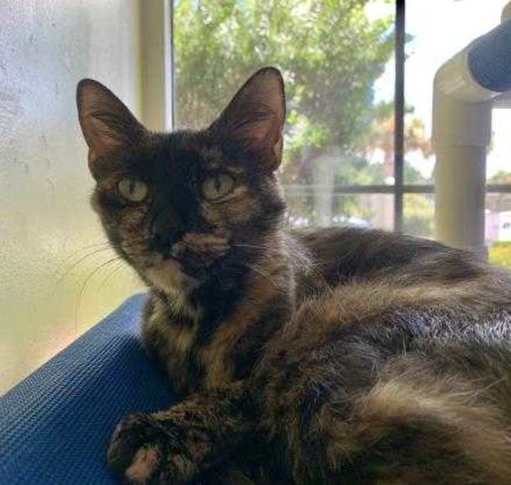 Photo of Tumeric( at Purrvana) 