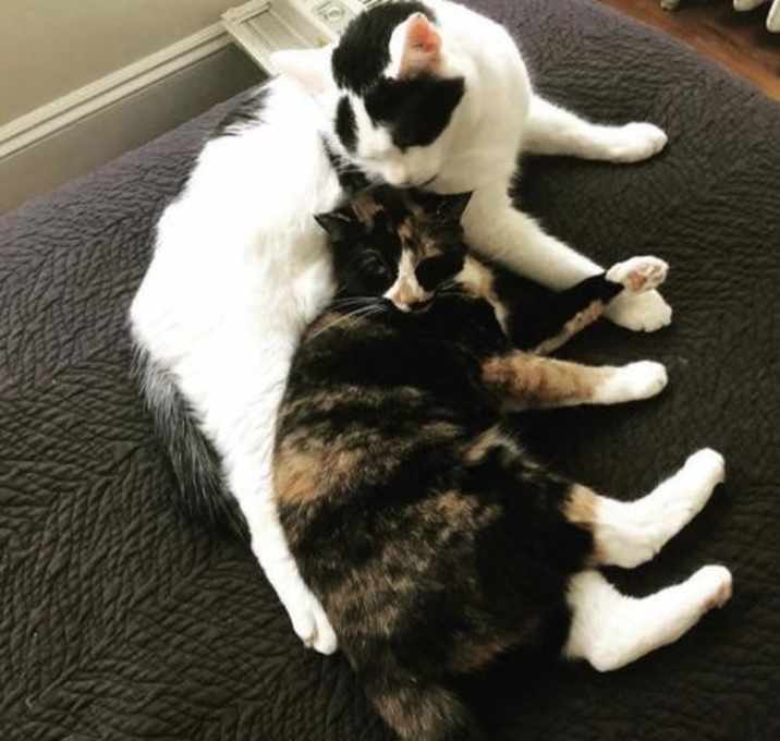 Photo of Cassie (and Davos)