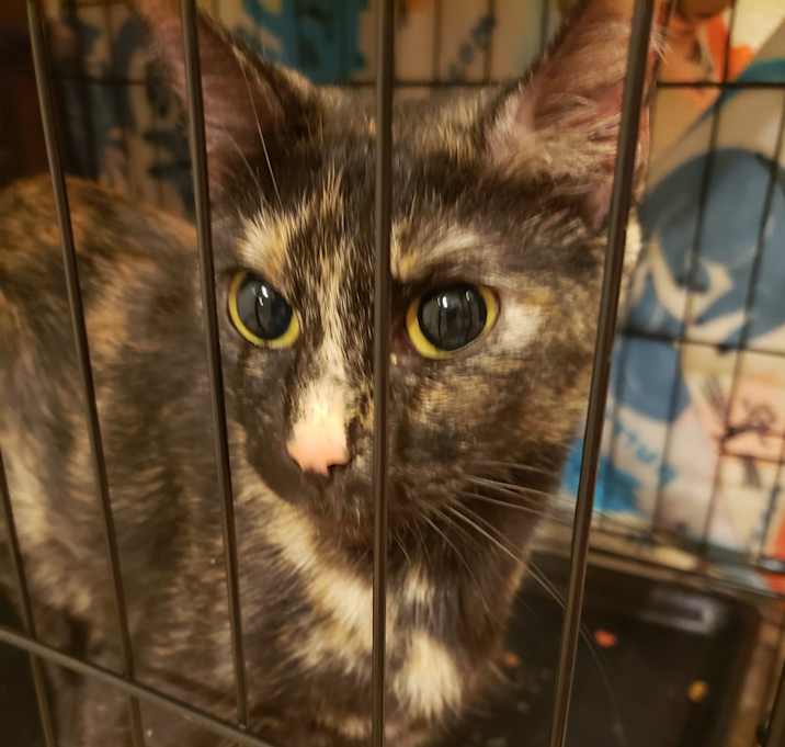 Photo of Dott (dottie) 