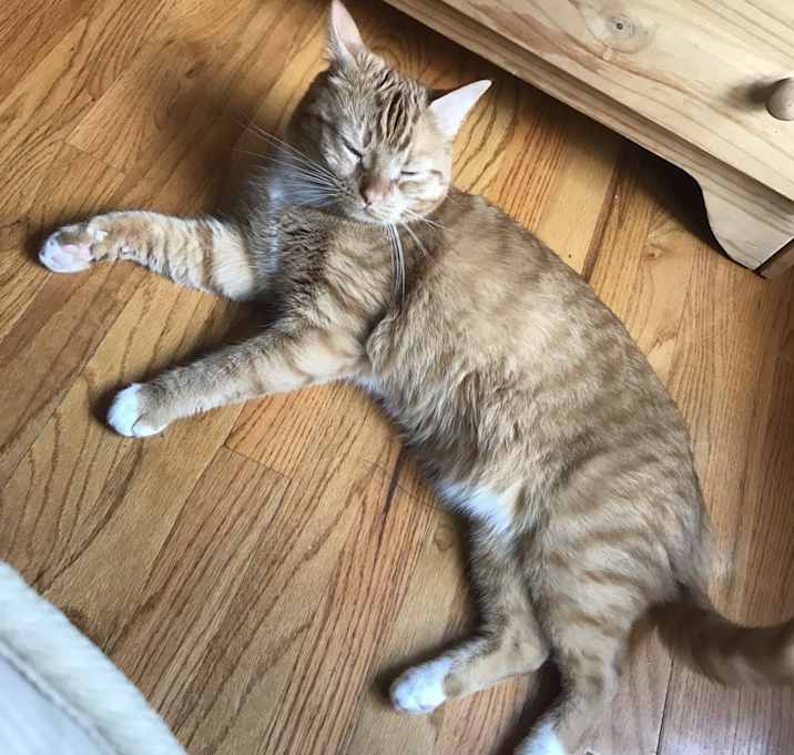 Photo of Sunneth ( Sunni) 