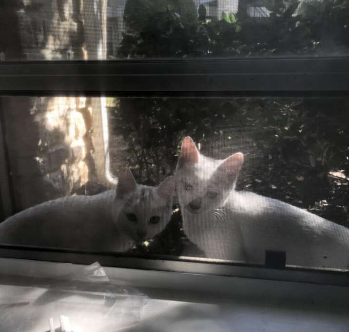 Photo of 6 month old female