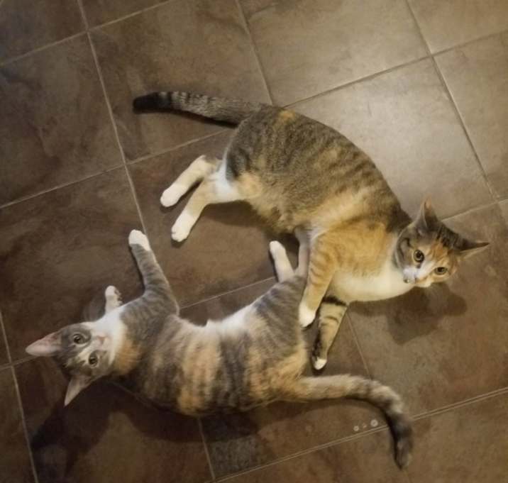 Photo of Hermoine and Blu