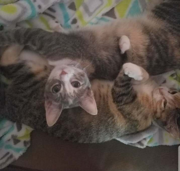 Photo of Hermoine and Blu