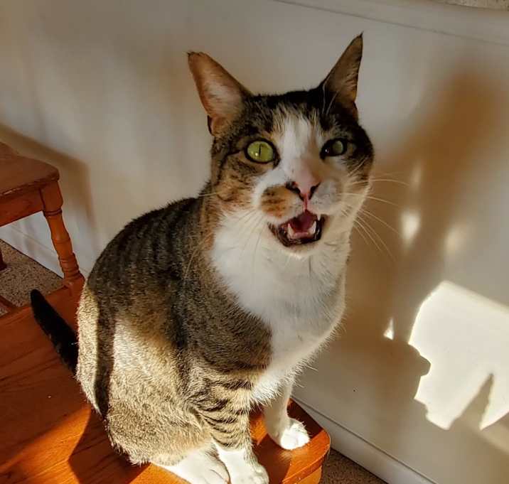 Photo of Khoshekh (answers to Mister and Kitty)