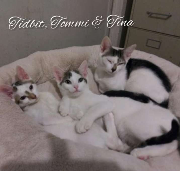 Photo of Little Hero - Clinton Kittens