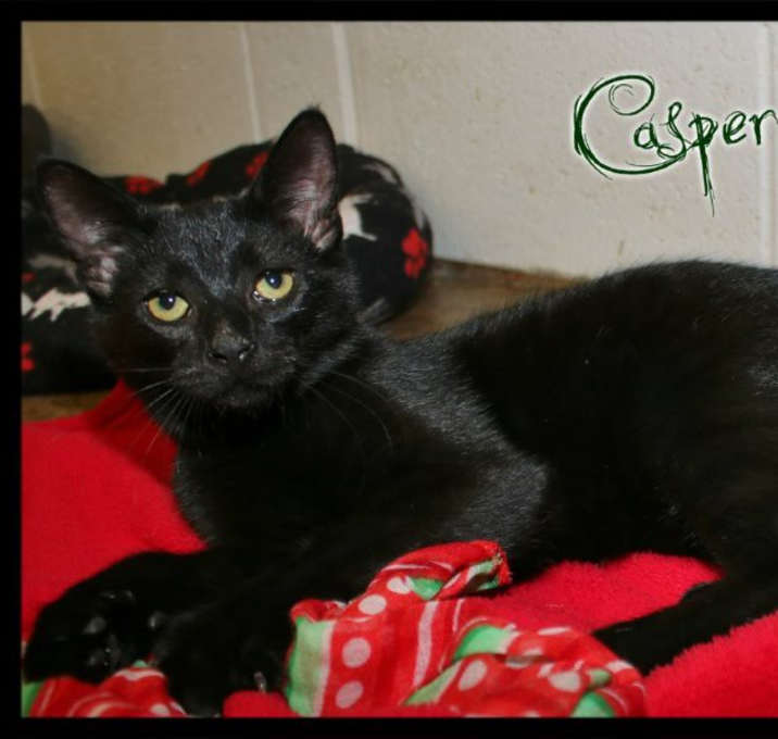 Photo of Casper