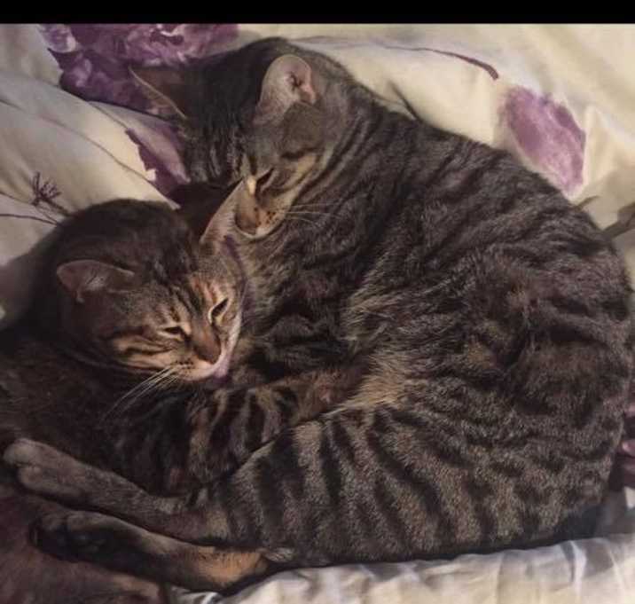 Photo of Prexel and Peach