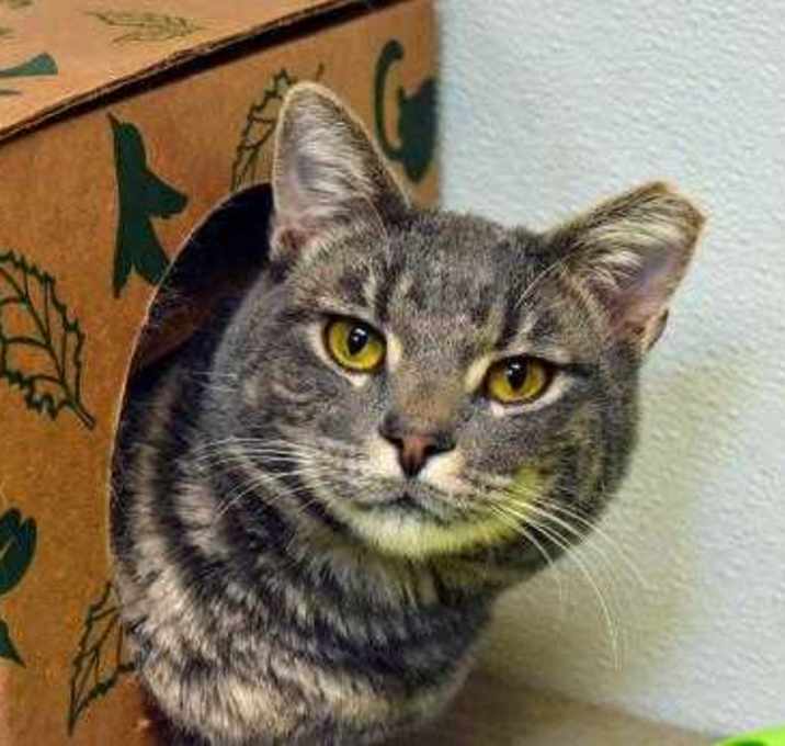 Photo of Barn Cat - Jamie