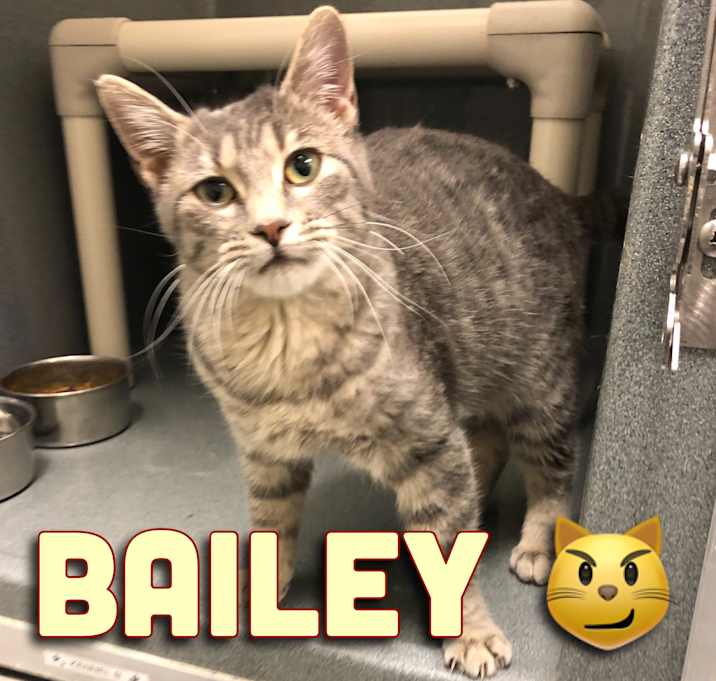 Photo of Bailey