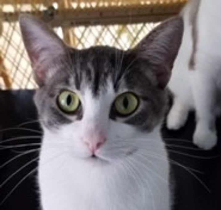 Photo of Rocky and Desmond (brothers)