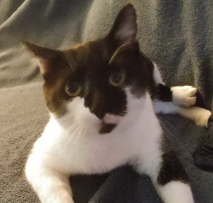 Photo of Freddy Boom Boom