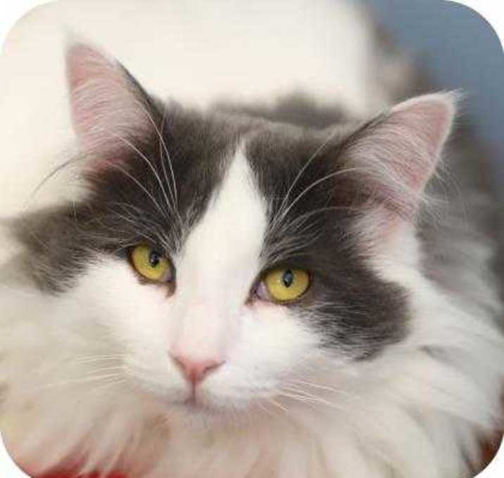 Photo of Squirrely Dan 27676-c