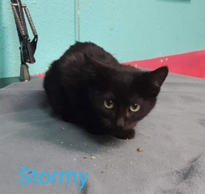 Photo of Stormy