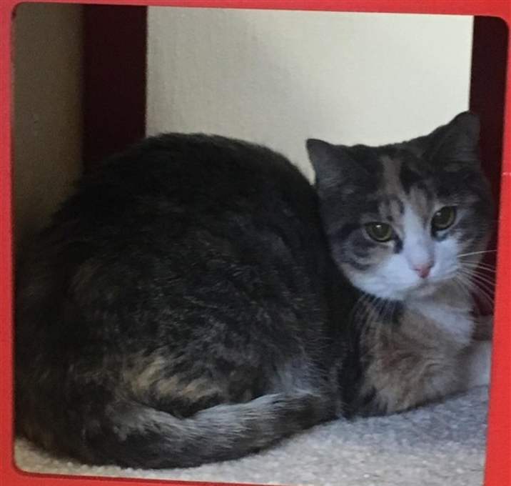 Photo of Pear Blossom