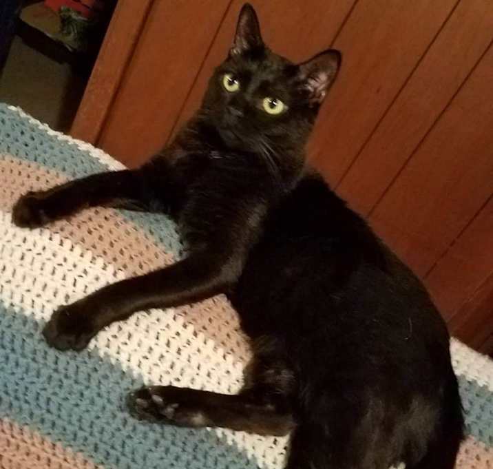 Photo of Midnight 