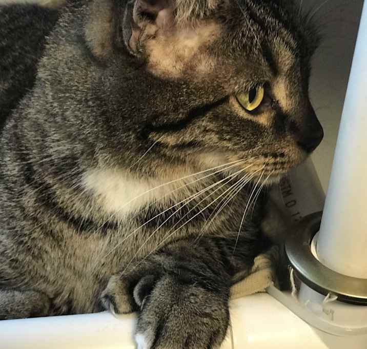 Photo of Tommy Two Toes