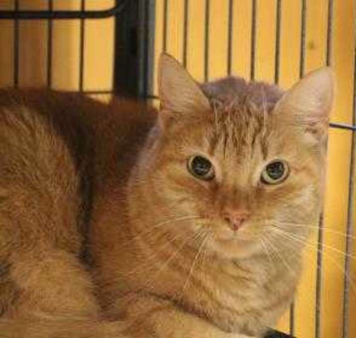 Photo of Tanga IN FOSTER