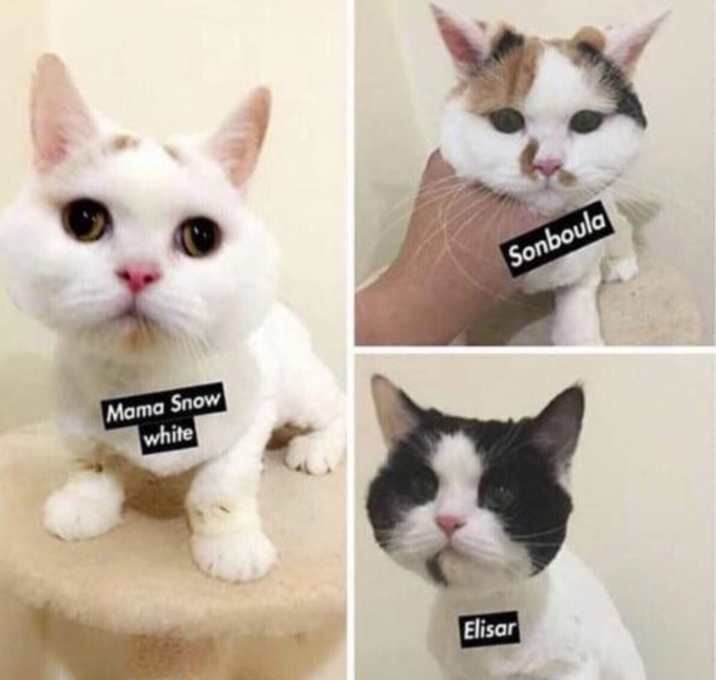 Photo of Blind Kuwaiti Purrsian Family