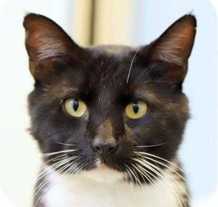 Photo of Spats 27696-c