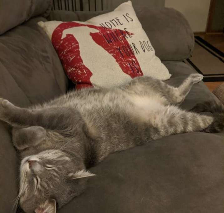 Photo of Sullivan (aka Sully)