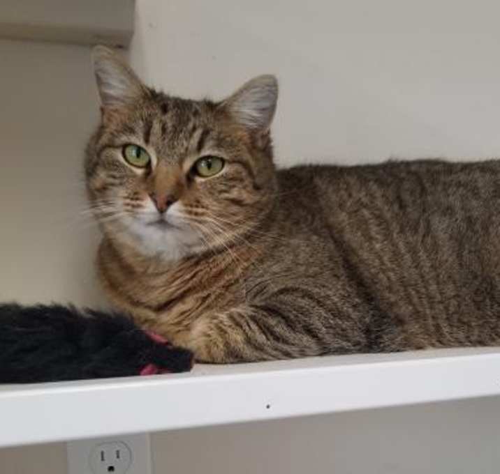 Photo of DIANNA - $60