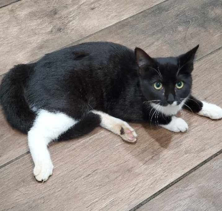 Photo of Teacup(Ariel)