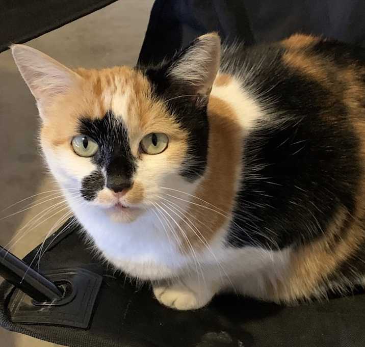 Photo of Enya (Lap Cat)