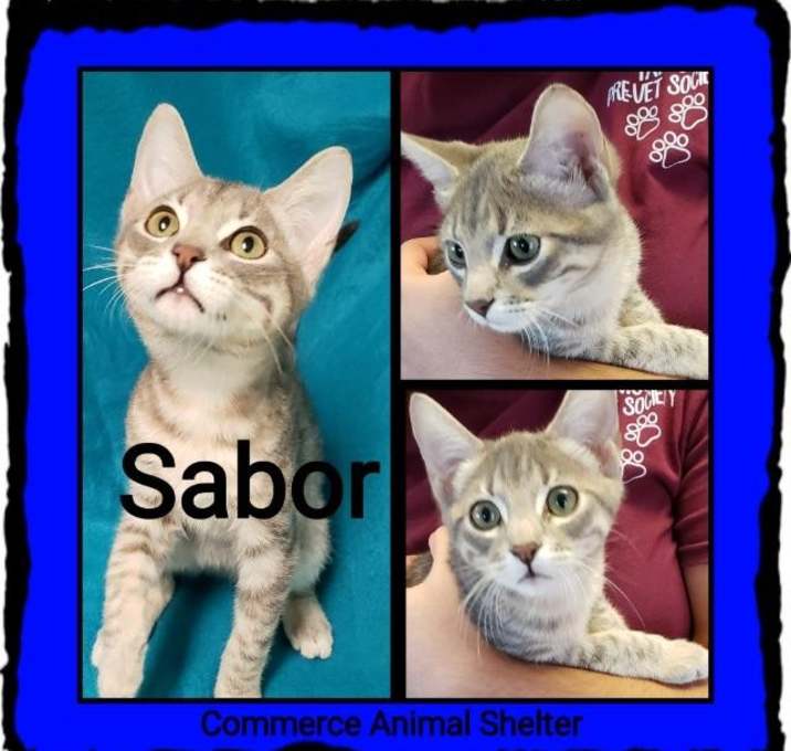 Photo of Sabor