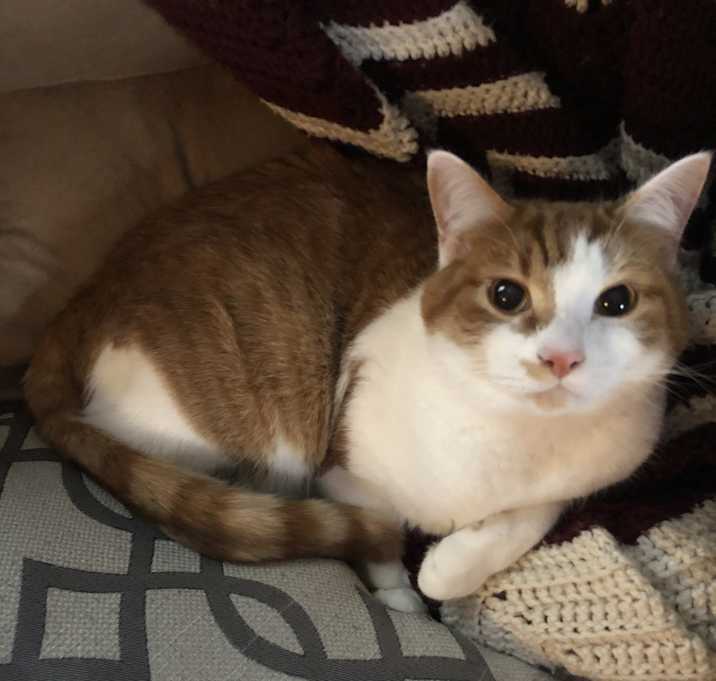 Photo of Scar and simba