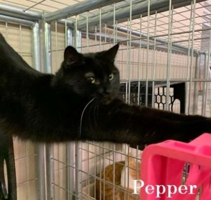 Photo of Pepper