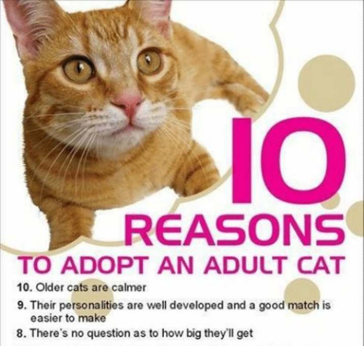 Photo of ADOPTIONS ON HOLD DUE TO COVID