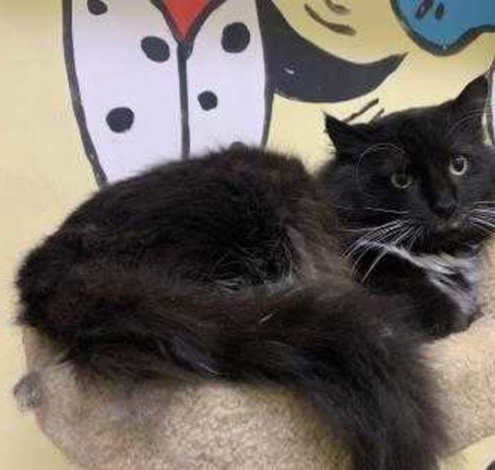 Photo of Wesley Swipes