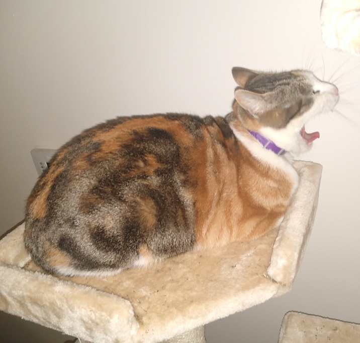 Photo of Weasley and McGonagall